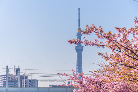 Spring in Japan, Tokyo, Edogawa-ku, Kawazu cherry blossoms along the former Nakagawa Riverのeditorial素材