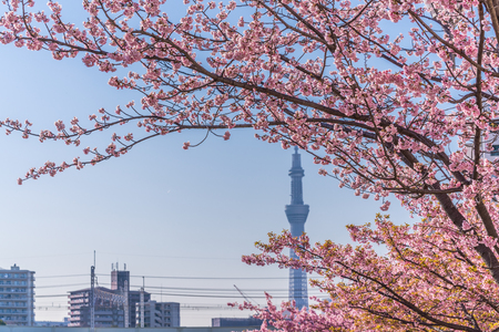 Spring in Japan, Tokyo, Edogawa-ku, Kawazu cherry blossoms along the former Nakagawa Riverのeditorial素材