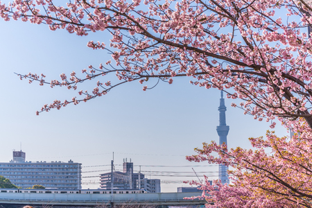 Spring in Japan, Tokyo, Edogawa-ku, Kawazu cherry blossoms along the former Nakagawa Riverのeditorial素材