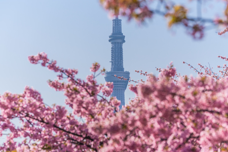 Spring in Japan, Tokyo, Edogawa-ku, Kawazu cherry blossoms along the former Nakagawa Riverのeditorial素材