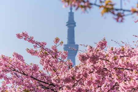 Spring in Japan, Tokyo, Edogawa-ku, Kawazu cherry blossoms along the former Nakagawa Riverのeditorial素材
