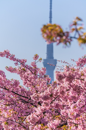 Spring in Japan, Tokyo, Edogawa-ku, Kawazu cherry blossoms along the former Nakagawa Riverのeditorial素材