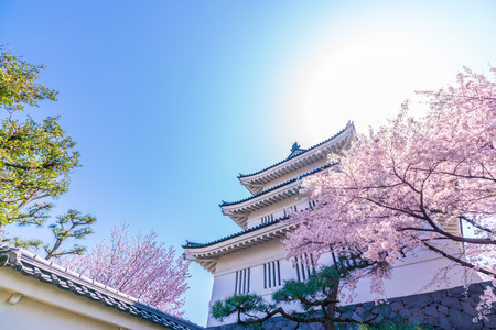 Spring in Japan, Cherry Blossoms of Oshi Castle, Gyoda, Saitama Prefectureのeditorial素材