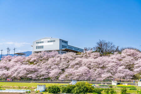 The landscape in spring of japan in the season of cherry blossoms, the city scape in Kanagawa minamiashigara.の写真素材