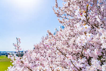 The landscape in spring of japan in the season of cherry blossoms, the city scape in Kanagawa minamiashigara.の写真素材