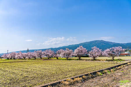 The landscape in spring of japan in the season of cherry blossoms, the city scape in Kanagawa minamiashigara.の写真素材