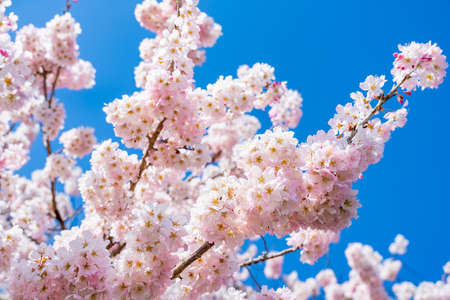 The landscape in spring of japan in the season of cherry blossoms, the city scape in Kanagawa minamiashigara.の写真素材