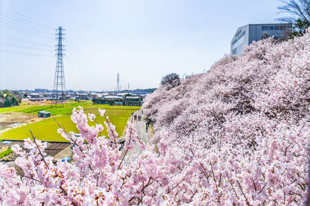 The landscape in spring of japan in the season of cherry blossoms, the city scape in Kanagawa minamiashigara.の写真素材