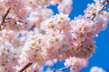 The landscape in spring of japan in the season of cherry blossoms, the city scape in Kanagawa minamiashigara.の写真素材