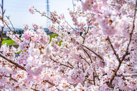 The landscape in spring of japan in the season of cherry blossoms, the city scape in Kanagawa minamiashigara.の写真素材
