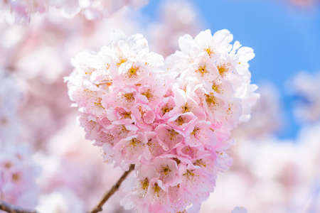 The landscape in spring of japan in the season of cherry blossoms, the city scape in Kanagawa minamiashigara.の写真素材