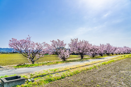 The landscape in spring of japan in the season of cherry blossoms, the city scape in Kanagawa minamiashigara.の写真素材