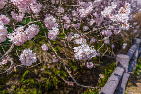 The landscape in spring of japan in the season of cherry blossoms, the city scape in Kanagawa minamiashigara.の写真素材