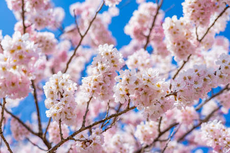 The landscape in spring of japan in the season of cherry blossoms, the city scape in Kanagawa minamiashigara.の写真素材