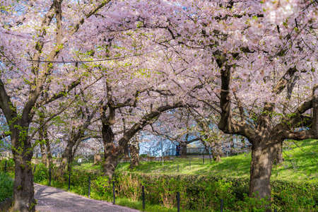 The landscape in spring of japan in the season of cherry blossoms, the city scape of gongendo park in Saitama satte.の写真素材