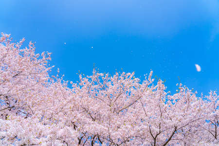 The landscape in spring of japan in the season of cherry blossoms, the city scape of gongendo park in Saitama satte.の写真素材