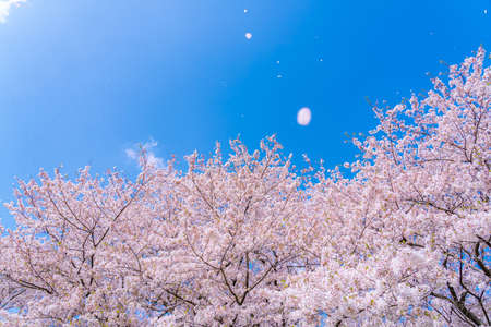 The landscape in spring of japan in the season of cherry blossoms, the city scape of gongendo park in Saitama satte.の写真素材