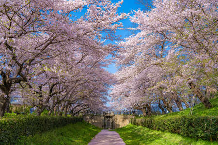 The landscape in spring of japan in the season of cherry blossoms, the city scape of gongendo park in Saitama satte.の素材 [FY310181156075]