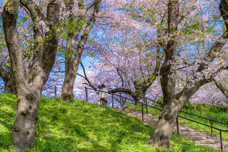 The landscape in spring of japan in the season of cherry blossoms, the city scape of gongendo park in Saitama satte.の写真素材