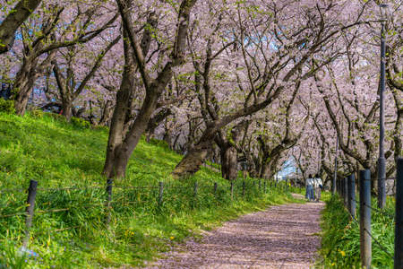The landscape in spring of japan in the season of cherry blossoms, the city scape of gongendo park in Saitama satte.の写真素材