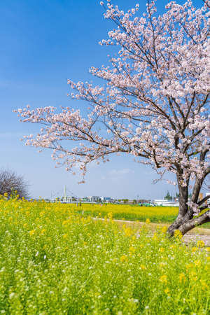 The landscape in spring of japan in the season of cherry blossoms, the city scape of gongendo park in Saitama satte.の写真素材