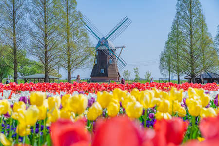 The landscape in spring of japan, the city scape of Akebonoyama Agricultural Park in Kashiwa,Chiba.の写真素材