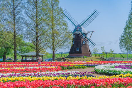 The landscape in spring of japan, the city scape of Akebonoyama Agricultural Park in Kashiwa,Chiba.の写真素材
