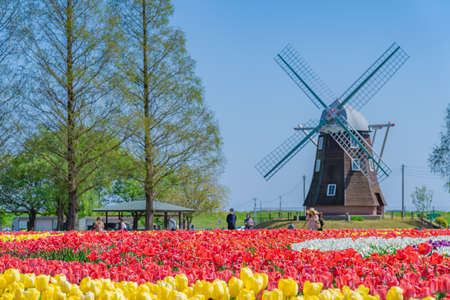 The landscape in spring of japan, the city scape of Akebonoyama Agricultural Park in Kashiwa,Chiba.の写真素材