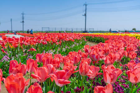 The landscape in spring of japan, the city scape of Akebonoyama Agricultural Park in Kashiwa,Chiba.の写真素材