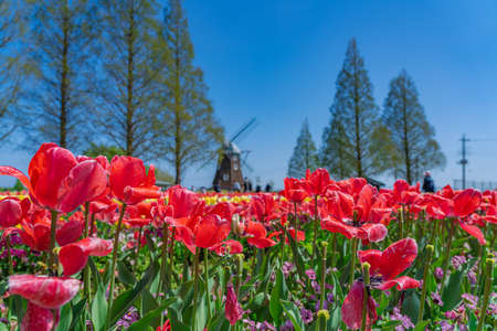 The landscape in spring of japan, the city scape of Akebonoyama Agricultural Park in Kashiwa,Chiba.の写真素材