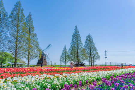 The landscape in spring of japan, the city scape of Akebonoyama Agricultural Park in Kashiwa,Chiba.の写真素材