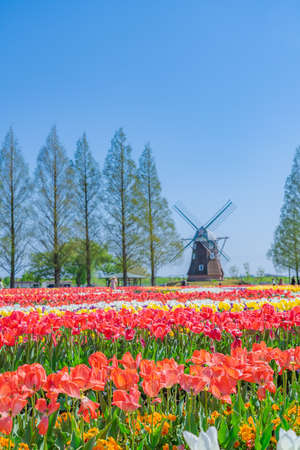 The landscape in spring of japan, the city scape of Akebonoyama Agricultural Park in Kashiwa,Chiba.の写真素材