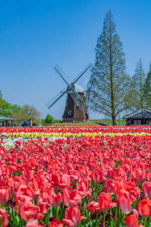 The landscape in spring of japan, the city scape of Akebonoyama Agricultural Park in Kashiwa,Chiba.の写真素材