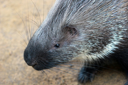 The cute grey porcupine close up portraitの写真素材