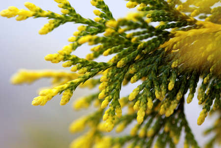 Cypress bough with yellow ends macro shotの写真素材