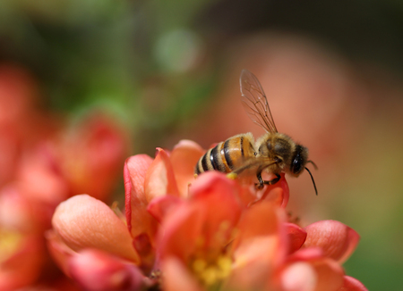 The bee sitting on the quince flower macro shotの写真素材
