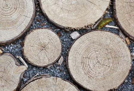 Saw cutted trees rounds laying on the ground