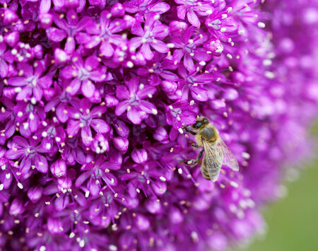 The bright round alium flower macro shot