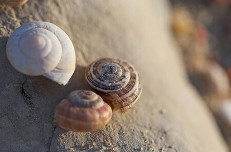 The snails shells laying on the stones macro shot