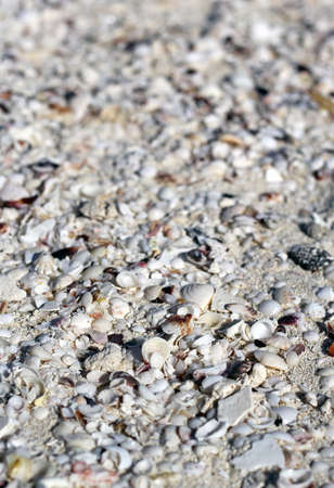 The big amount of shells laying in the sand macro shotの写真素材