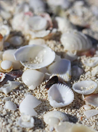 The big amount of shells laying in the sand macro shot