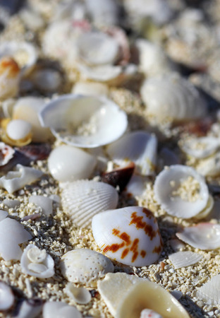 The big amount of shells laying in the sand macro shotの写真素材
