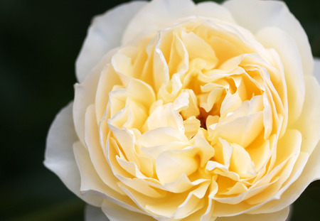 The bright soft rose macro shotの写真素材