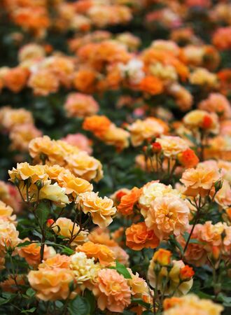 The bush with bright yellow rose flowersの写真素材