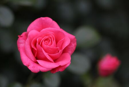 The bright soft rose macro shotの写真素材