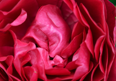 The bright soft rose macro shotの写真素材
