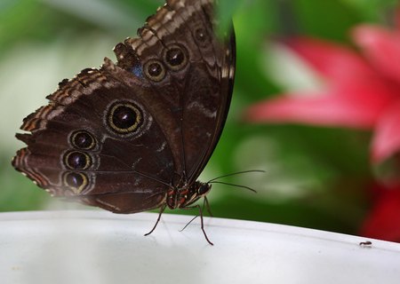 The dark brown butterfly with white rounds macro shot