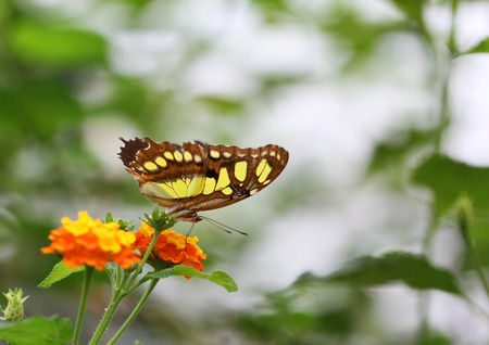 The brown with yellow spots butterfly sitting on orange flowerの写真素材