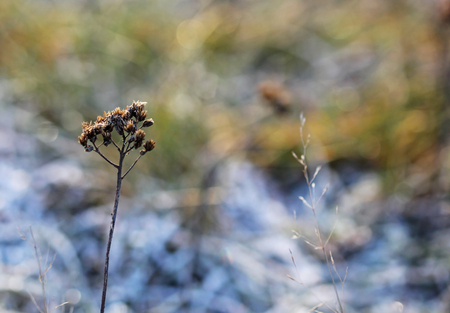 The grass layered with ice crystals in winter timeの写真素材