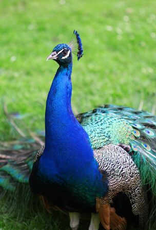 The colorful peacock with the open tailの写真素材
